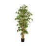 Planta Bambú